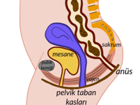 Pelvik Taban Görseli