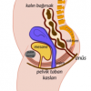 Pelvik Taban Görseli